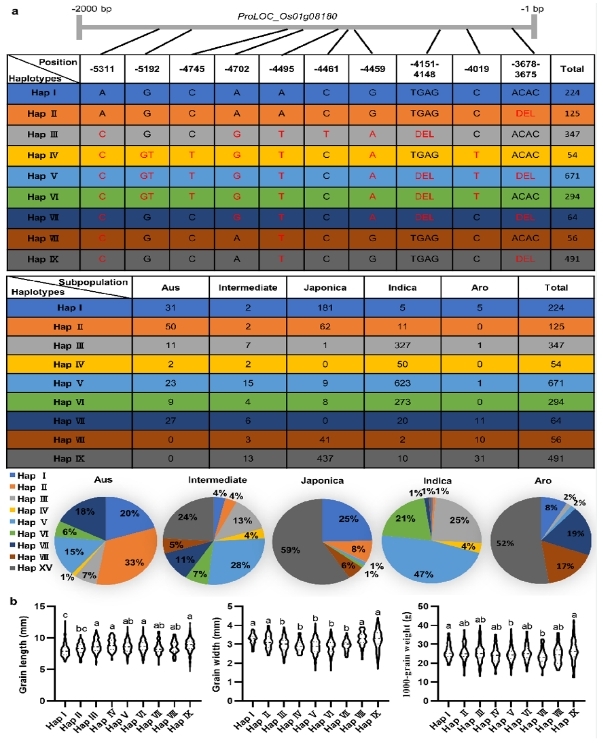 文件名称:图1 qRBG1单倍型分析.jpg原图大小:0.29MB