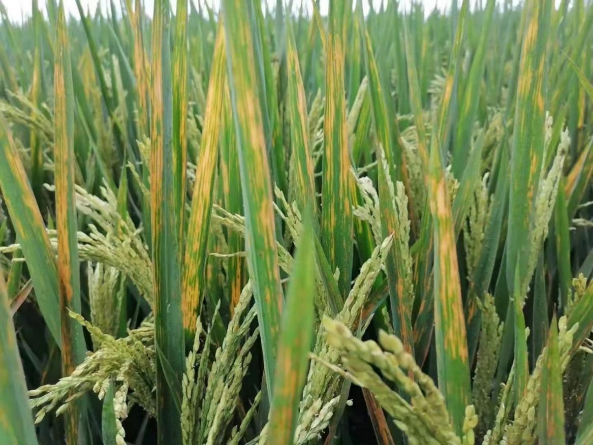 文件名称:image1.jpeg原图大小:NaNGB