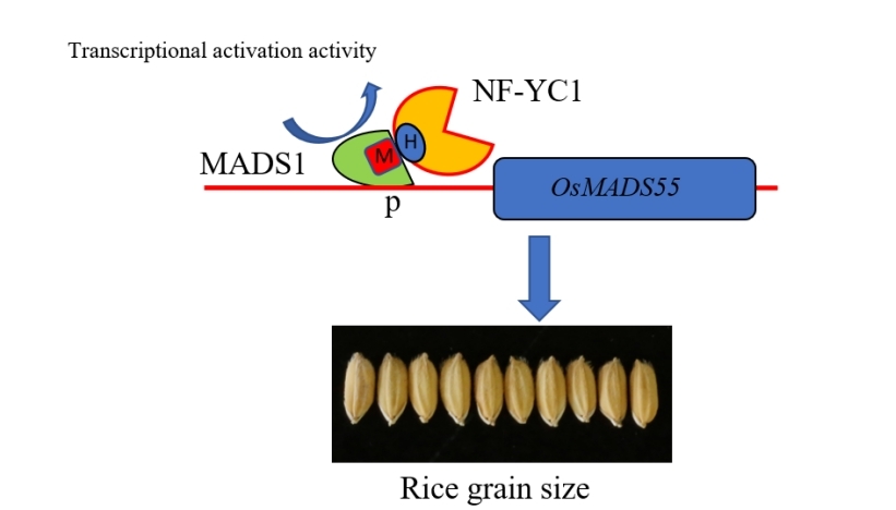 文件名称:图3 OsNF-YC1在水稻籽粒发育中的调控模式.jpg原图大小:75.50KB
