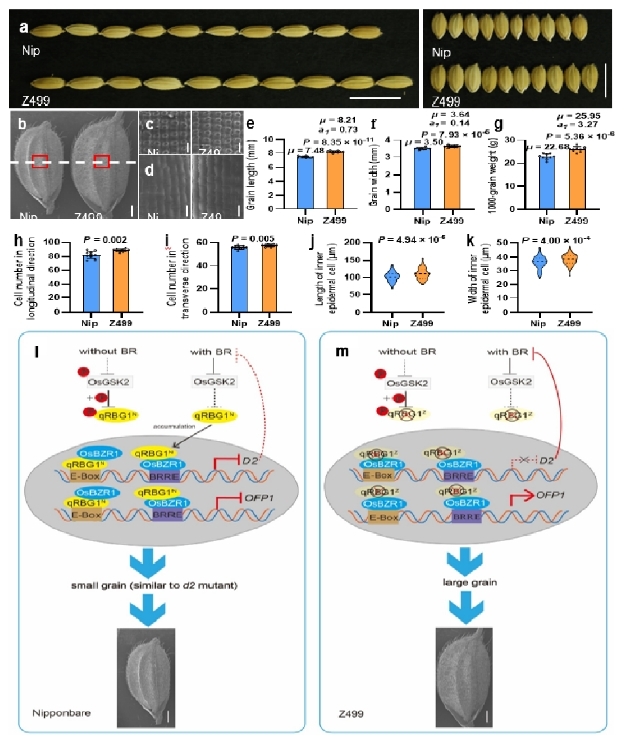 文件名称:图2 qRBG1OsBZR5调控水稻籽粒大小发育的模型.jpg原图大小:0.25MB
