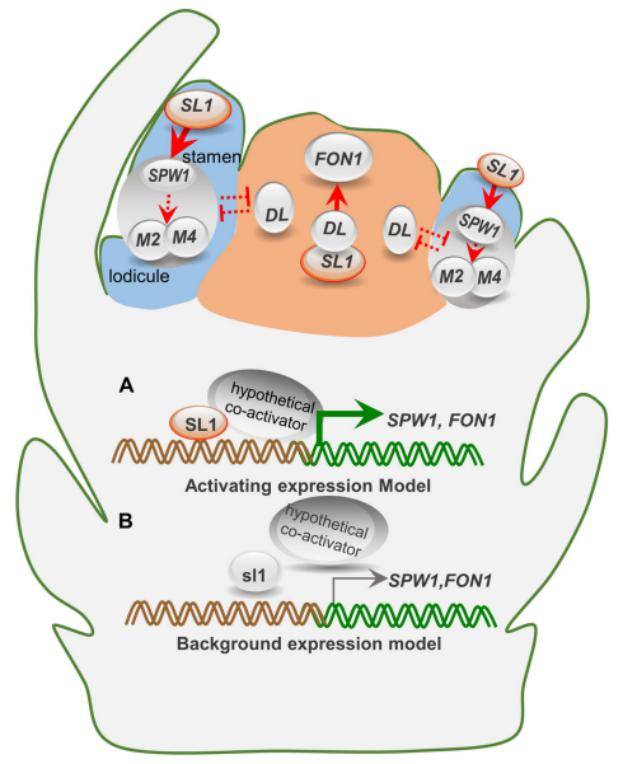 文件名称:图4 SL1 激活 SPW1和FON1的工作模式.jpg原图大小:43.31KB